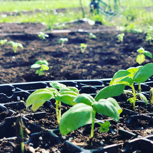 🍂 Getting Ready for Fall Gardening in South Florida