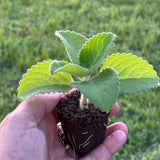 Three-Seedling Pack: Cuban Oregano (Plectranthus amboinicus)