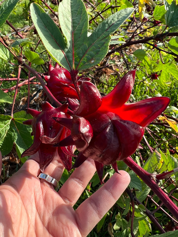 Farm-Grown Dried Roselle Hibiscus – Perfect for Teas