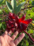 Farm-Grown Dried Roselle Hibiscus – Resealable 1 oz Package