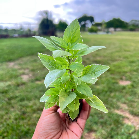 Pesto Perpetuo’ Basil (Ocimum × citriodorum) Three-Seedling Pack: Fresh Herbs for Your Garden!