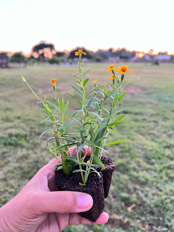 Mexican Tarragon (Tagetes lucida) Three-Seedling Pack