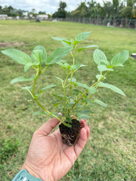 Peppermint (Mentha × piperita) Three-Seedling Pack