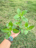 Peppermint (Mentha × piperita) Three-Seedling Pack