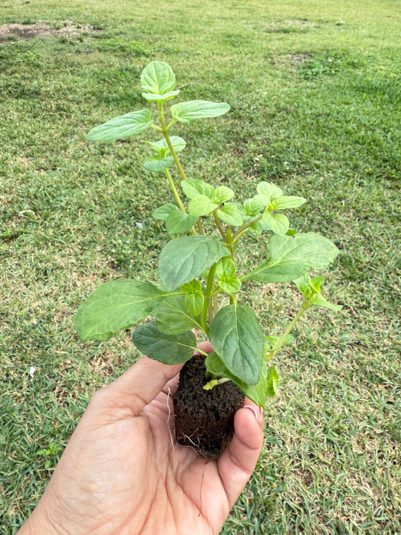 Orange Mint (Mentha × piperita citrata) Three-Seedling Pack