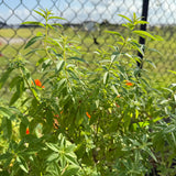 Lemon Verbena (Aloysia citrodora) Live Seedlings