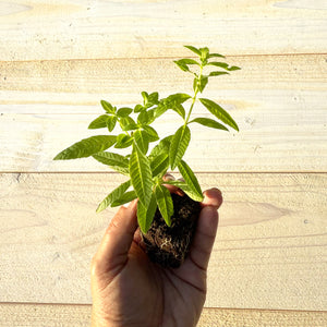 Lemon Verbena (Aloysia citrodora) Live Seedlings