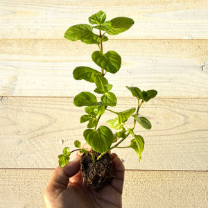 Orange Mint -  (Mentha × piperita citrata) Live Seedlings