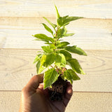 Pesto Perpetuo Basil -  (Ocimum × citriodorum) Live Seedlings