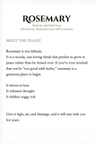 Rosemary — Growing, Harvesting & Living With It (Digital PDF)