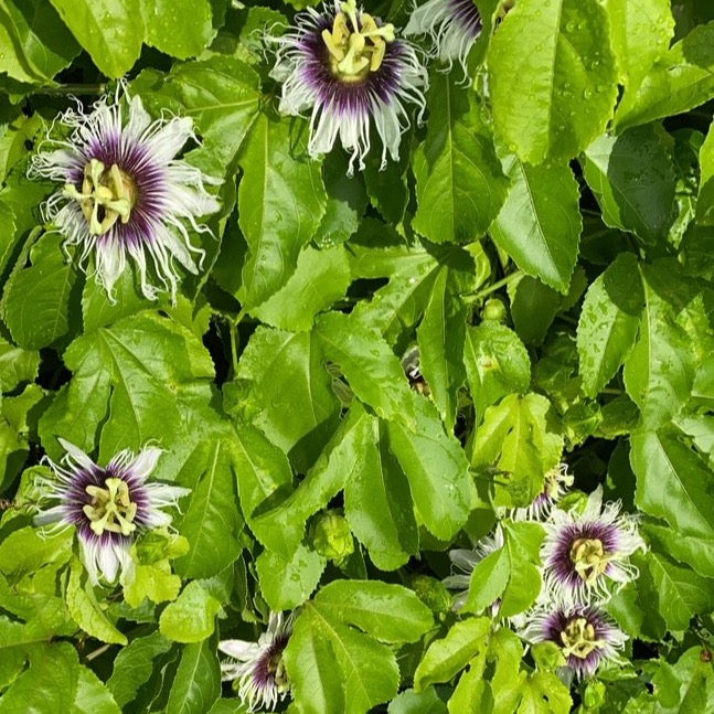 30 semi di Passiflora edulis f. flavicarpa, frutto della passione 30 semi di Passiflora edulis f. flavicarpa, frutto della passione