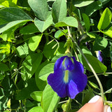 Butterfly pea Pkt of 15 seeds (fabaceae )