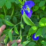 Butterfly pea Pkt of 15 seeds (fabaceae )