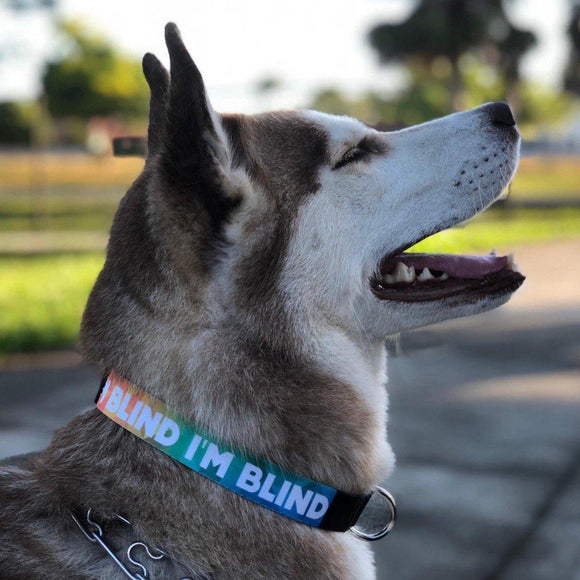 I’m Blind Dog Collar